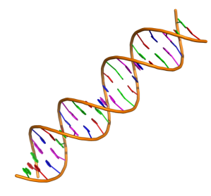 Double stranded DNA fragment