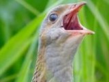 Elegy for the Corncrake by Michael&nbsp;Boyle